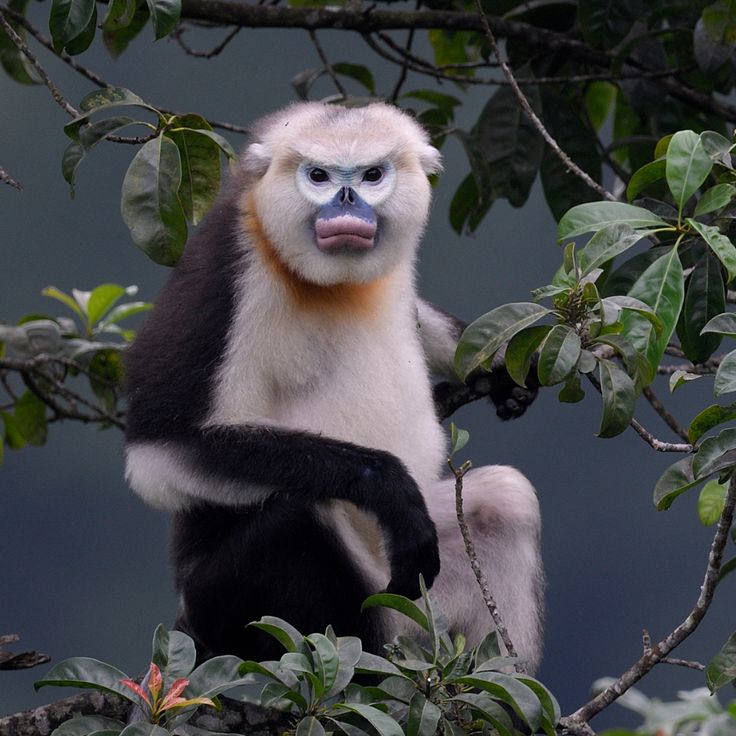 a white and black monkey sitting on top of a tree branch with leaves around it
