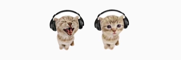 two cats wearing headphones with their mouths open and one has its mouth wide open