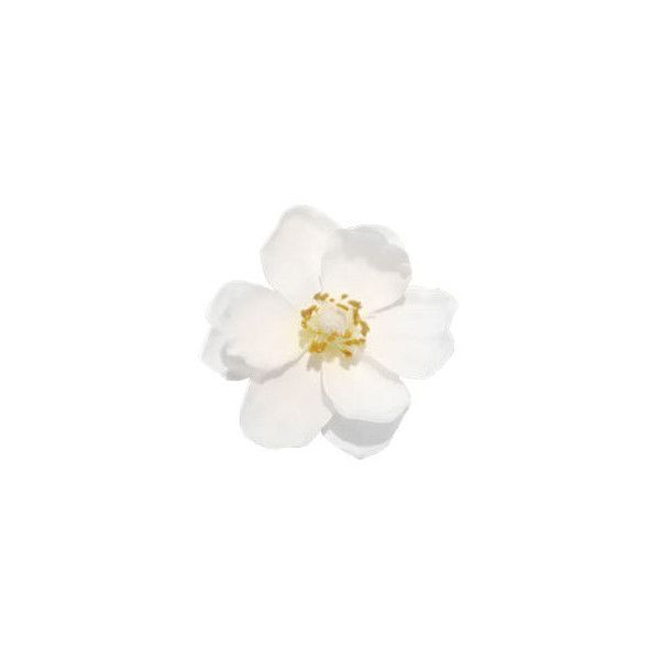 a single white flower on a white background