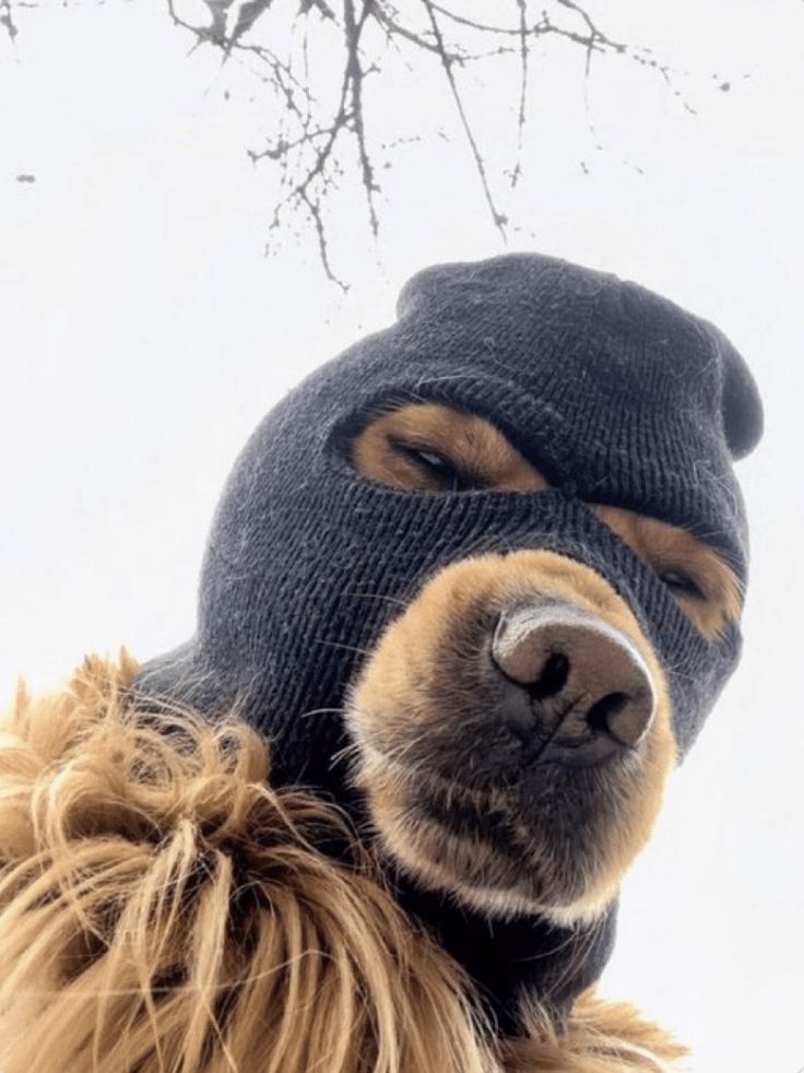 the dog is wearing a black hat and has his nose covered by a fur coat