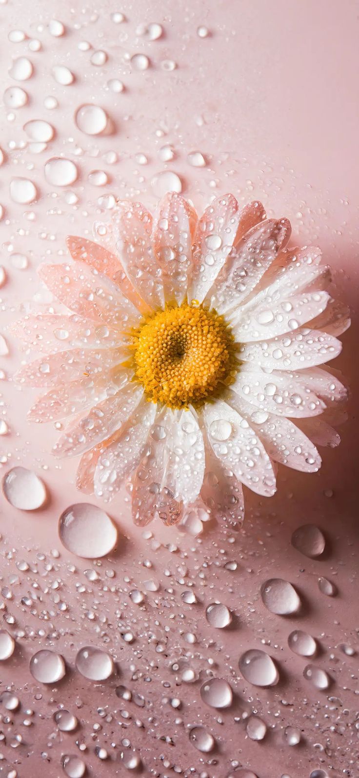 a white and yellow flower sitting on top of water covered ground next to drops of water