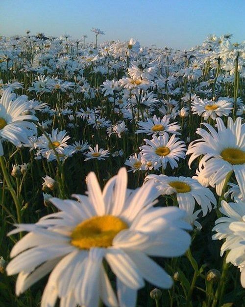 a field full of white daisies under a blue sky