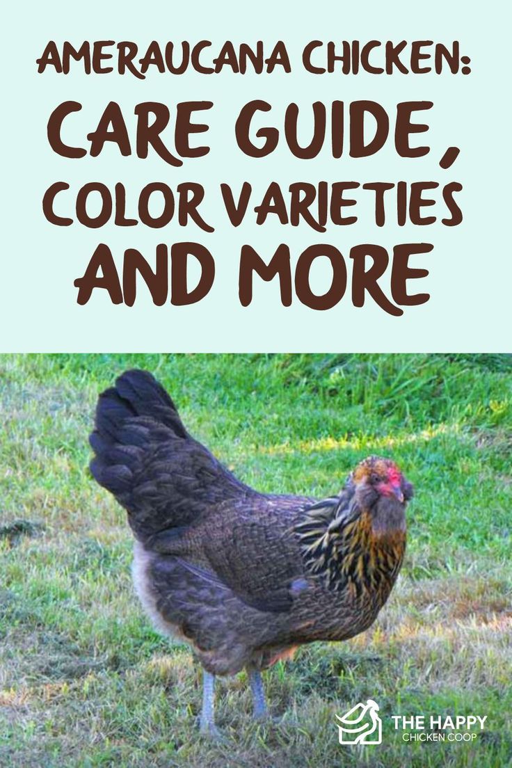 a chicken standing in the grass with text overlay that reads, american chicken care guide color varieties and more