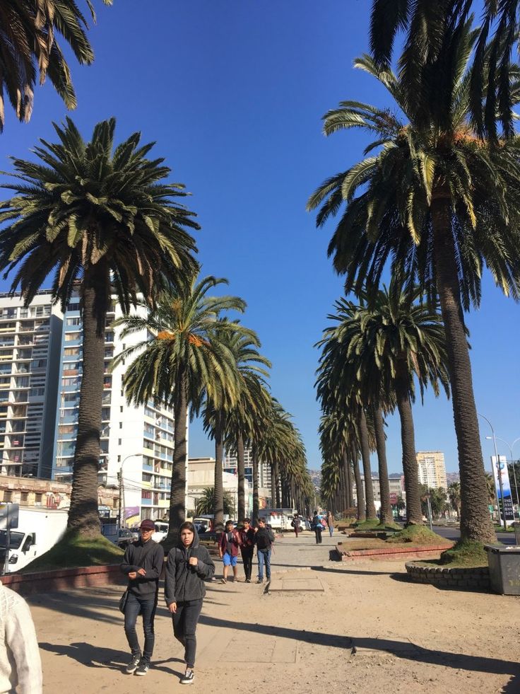people walking down the street with palm trees in the foreground and buildings in the background
