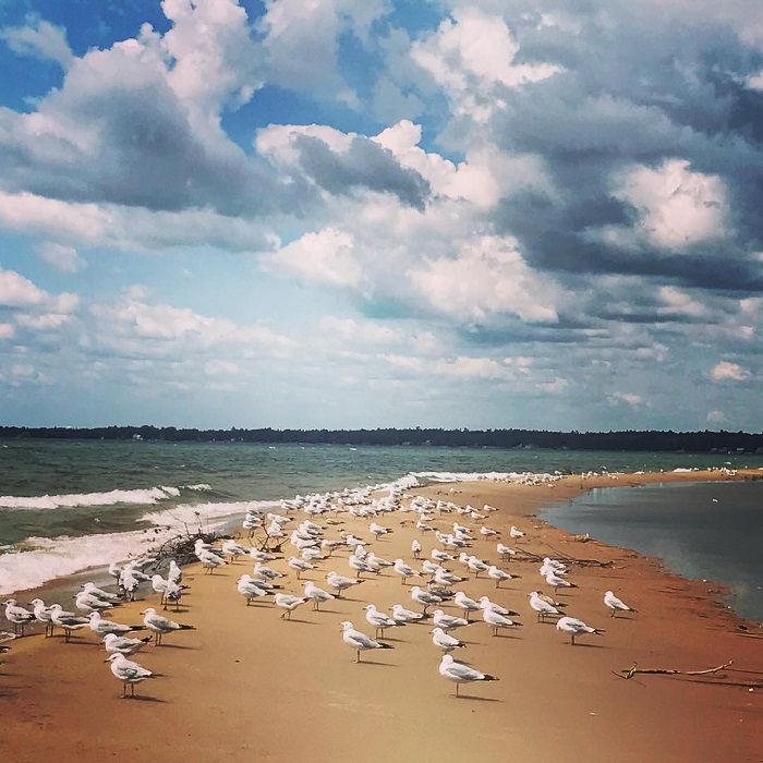 many seagulls are standing on the beach by the water and clouds in the sky