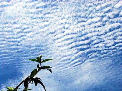 the sky is filled with clouds and green leaves