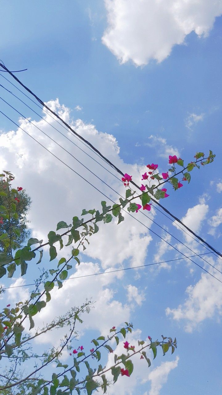 some pink flowers and power lines against a blue sky with white clouds in the background