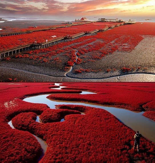 an aerial view of red plants and water