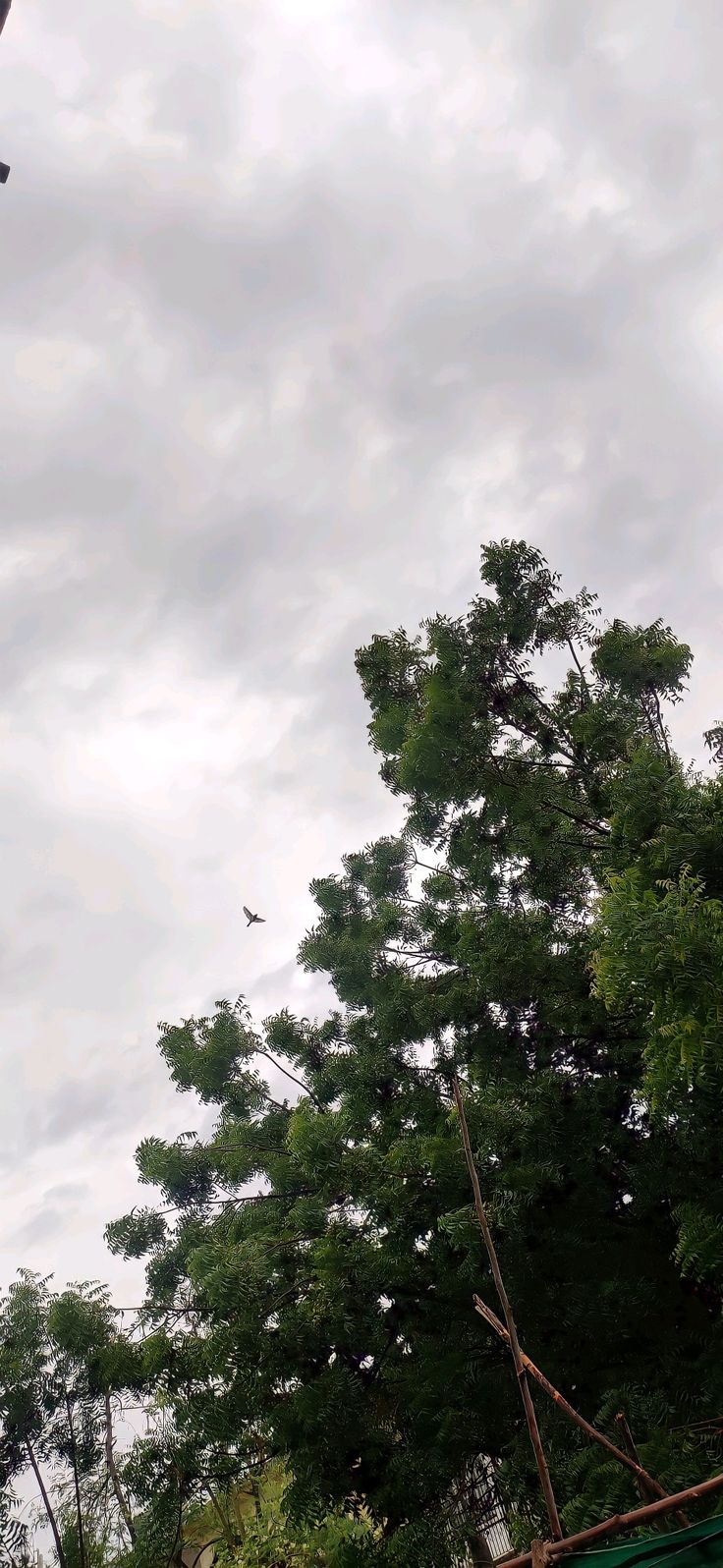 two birds flying in the sky above some trees