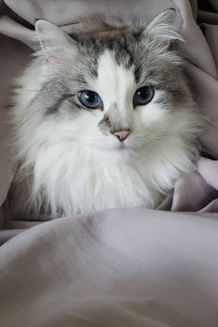 a fluffy cat with blue eyes laying on a blanket