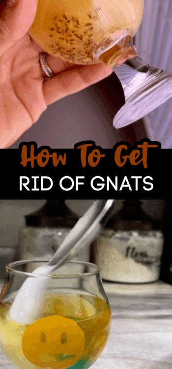 a person holding a glass with liquid in it and the words how to get rid of gnats