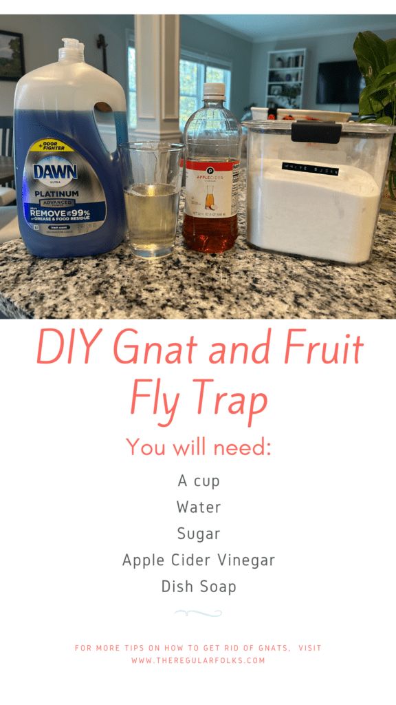 the ingredients for diy gnat and fruit fly trap