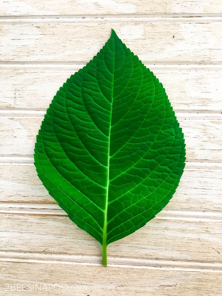 a green leaf laying on top of a wooden table