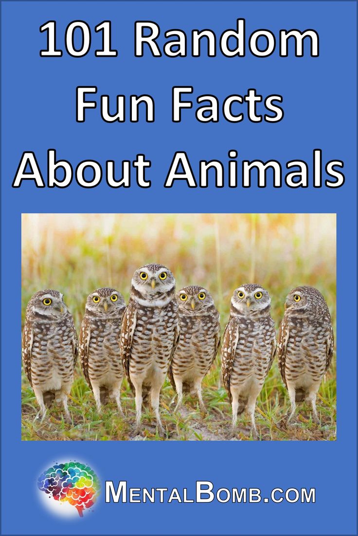 We've created this list of 101 random fun facts about animals for your enjoyment and for you to share with friends!  #FunFacts Fun Facts Animals, Unique Facts Weird, Random Animal Facts, Crazy Animal Facts, Animal Fun Facts, Cool Animal Facts, Interesting Animal Facts, Fun Animal Facts, Random Fun Facts