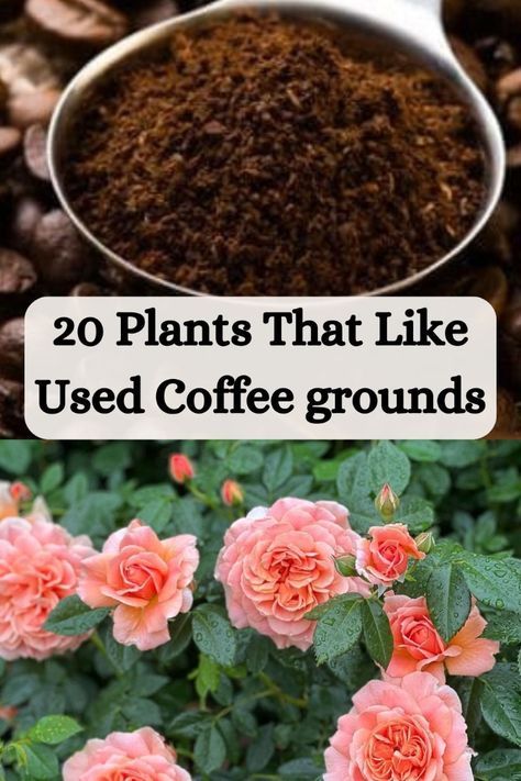 some pink flowers and dirt in the ground with text overlay that reads 20 plants that like used coffee grounds