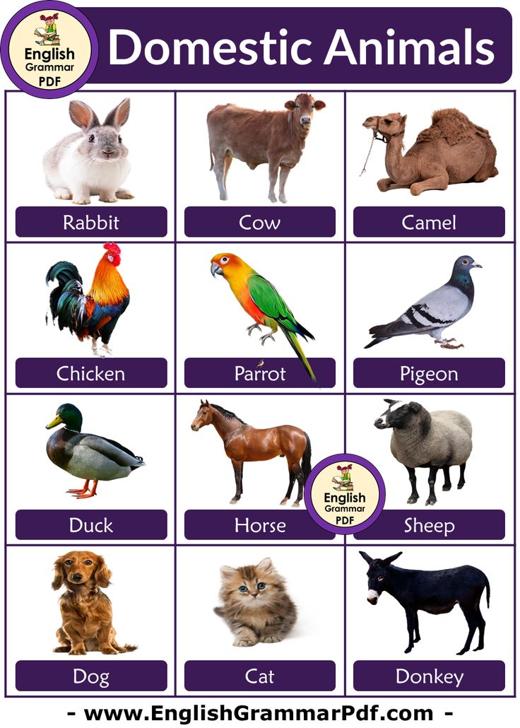 an english poster with animals and their names in purple, blue, white or black