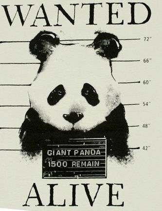 a panda bear mugshot with the caption wanted alive on it's back