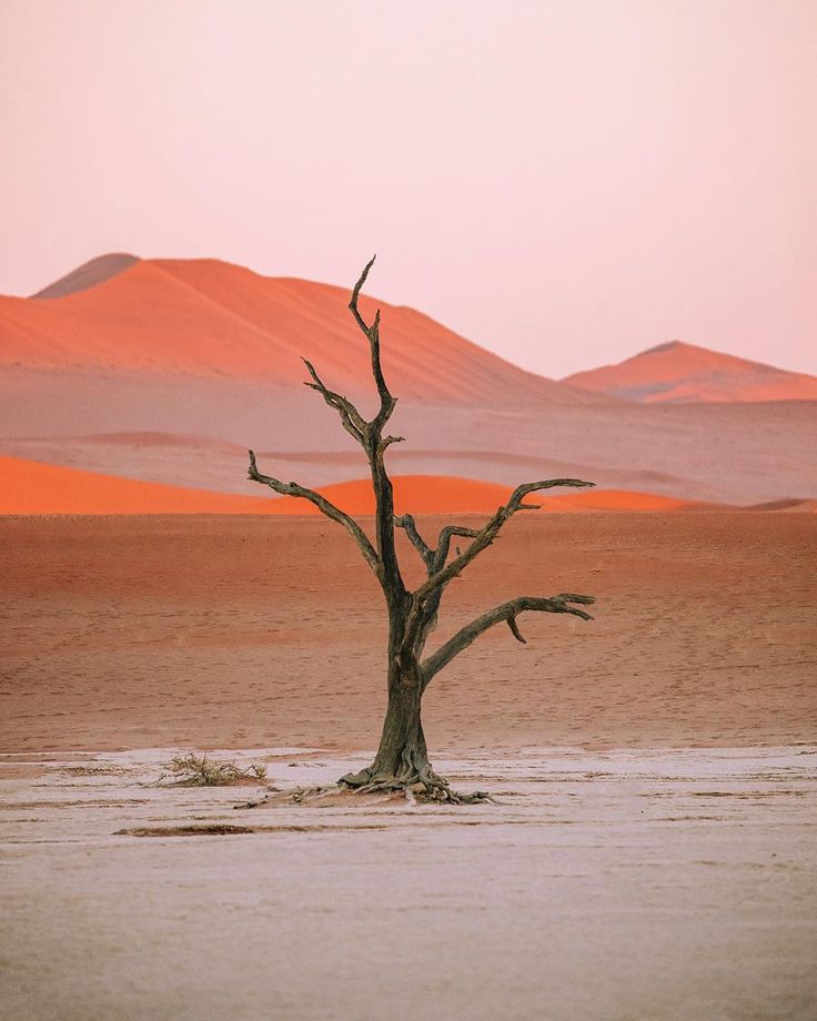 a lone tree in the middle of a desert