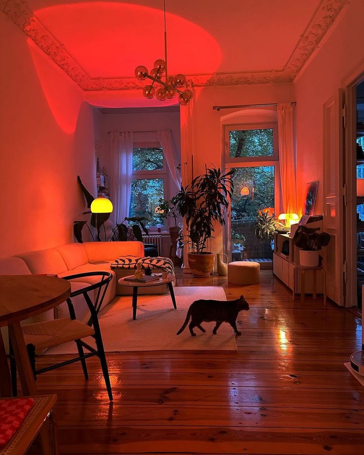 a cat walking across a living room floor