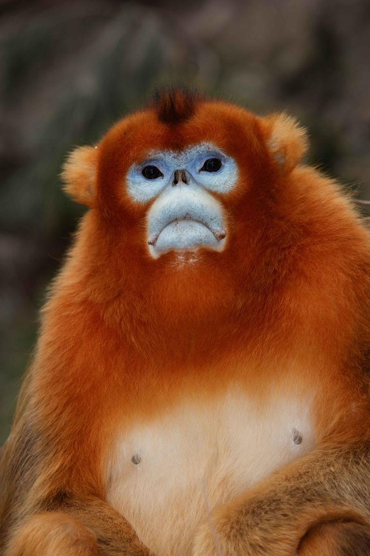 an orange and white monkey with blue eyes