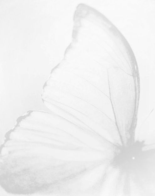 a white butterfly is flying in the air