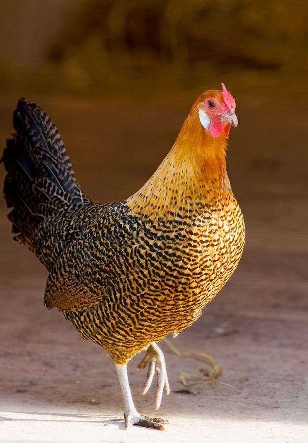 a close up of a chicken on a dirt ground