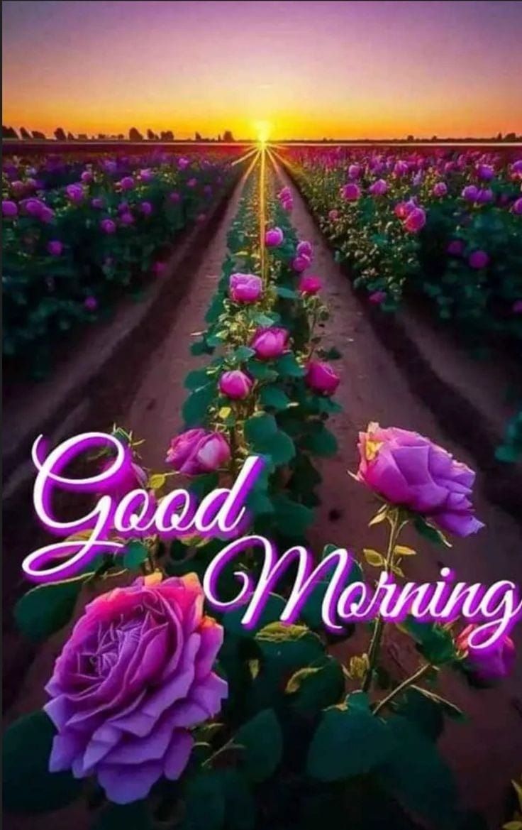 the words good morning are in front of purple roses on a field with green leaves
