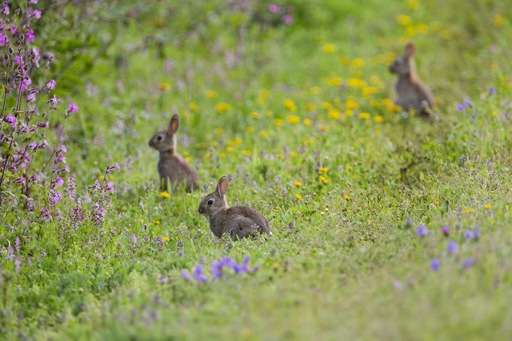 three rabbits in the grass near some wildflowers