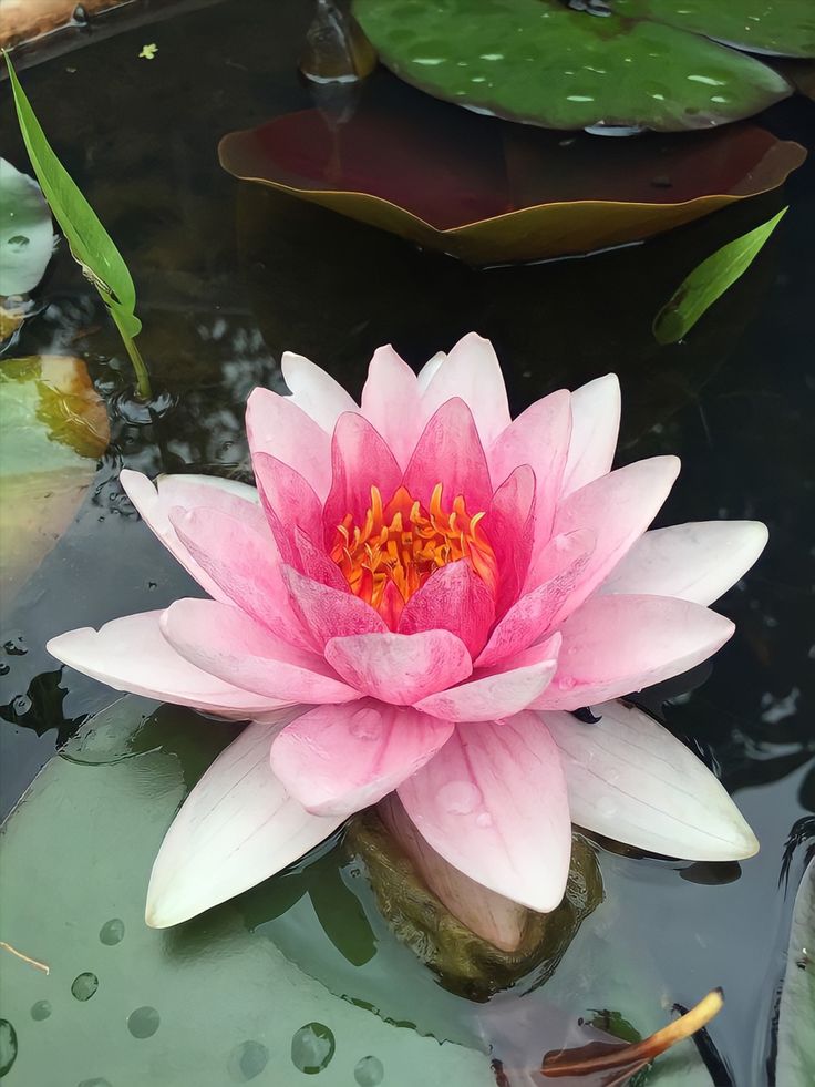 a pink water lily floating on top of a pond