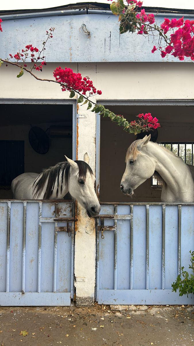 two white horses standing next to each other in front of a blue building with red flowers