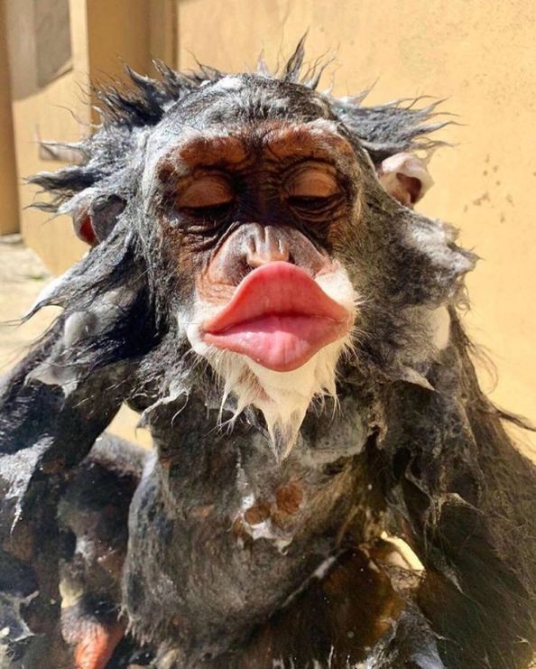 a wet monkey with its tongue out and it's face covered in foamy water