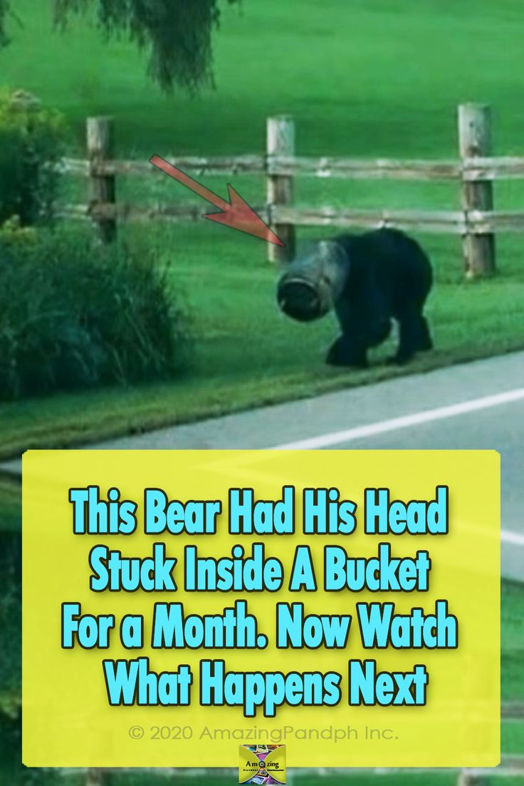this bear had his head stuck inside a bucket for a month now watch what happens next