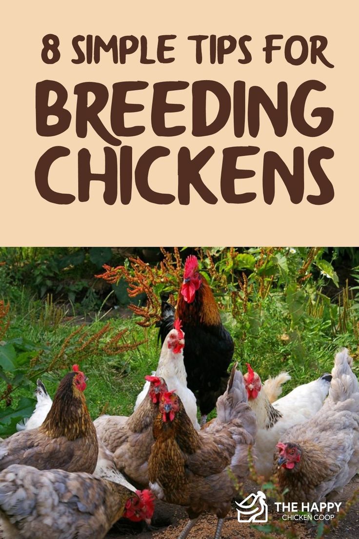 chickens standing in the grass with text overlay that reads 8 simple tips for breeding chickens