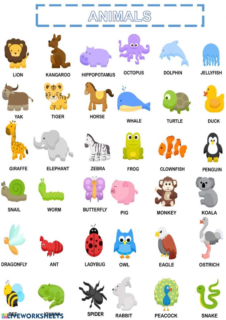 an animal chart with different types of animals