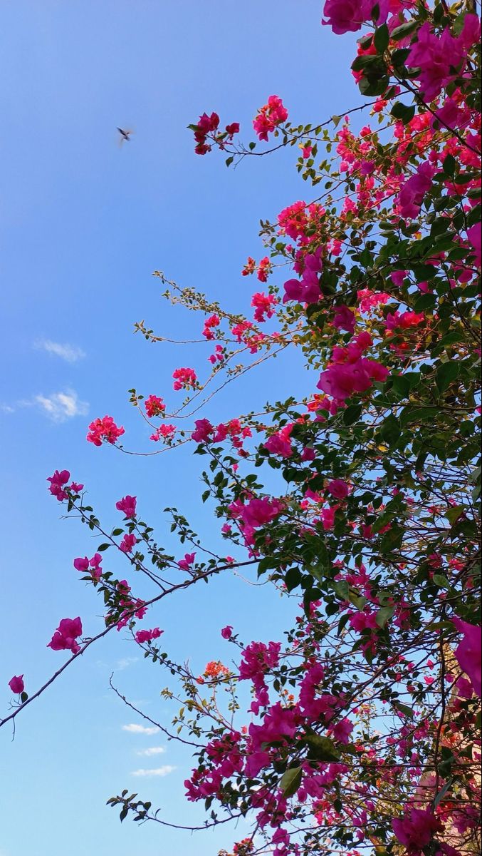 pink flowers are growing on the side of a building with a blue sky in the background