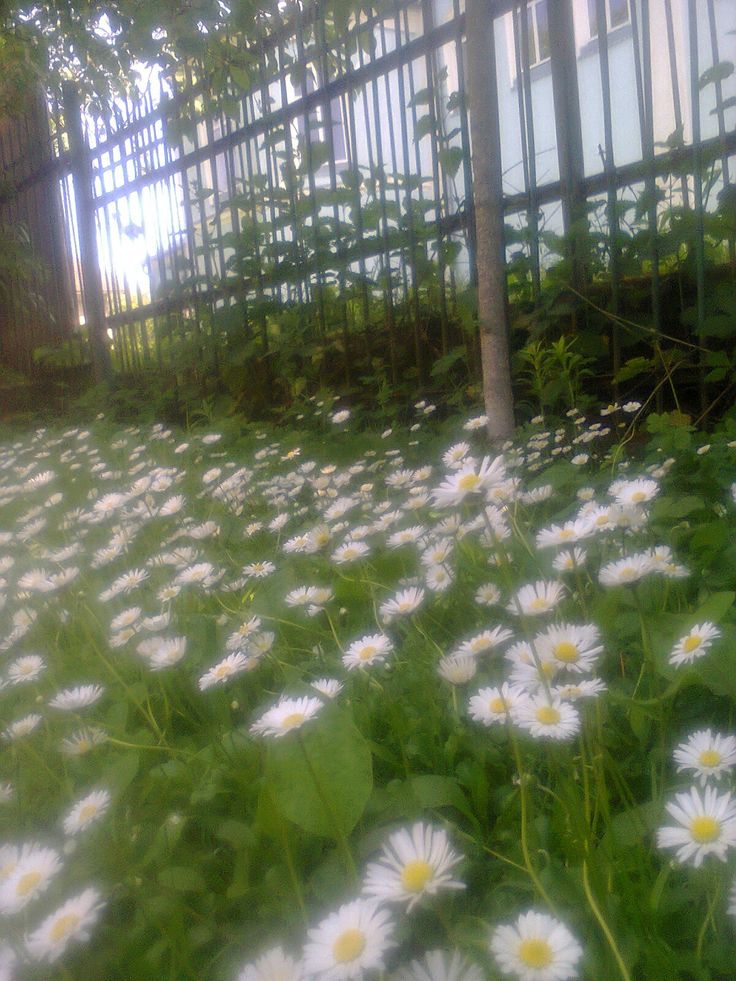 white daisies are growing in the grass near a fence