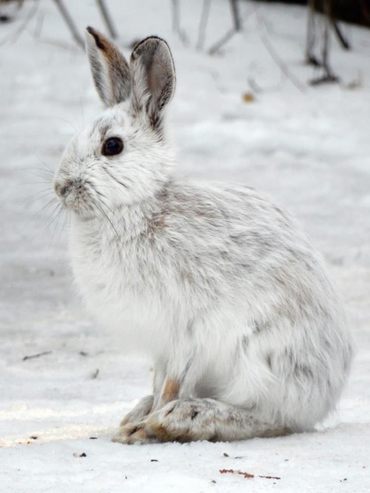 a white rabbit is sitting in the snow