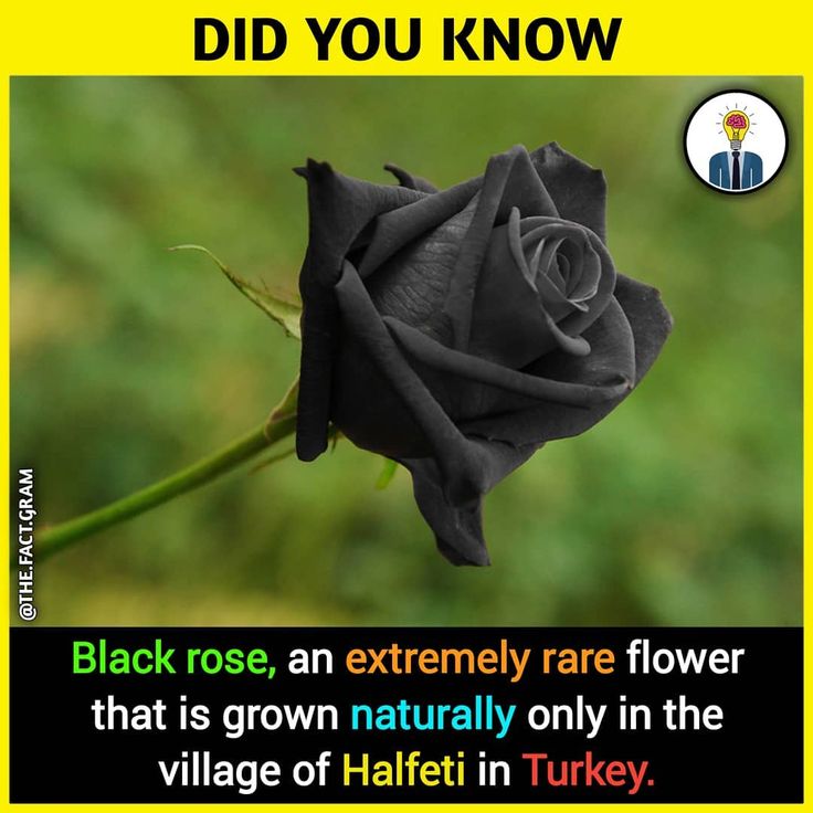 a black rose with the caption did you know?