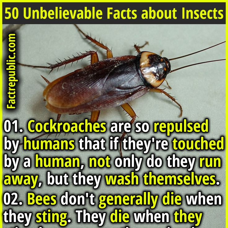 a cockroach is shown with the caption that reads, 50 unbelievable fact about insects