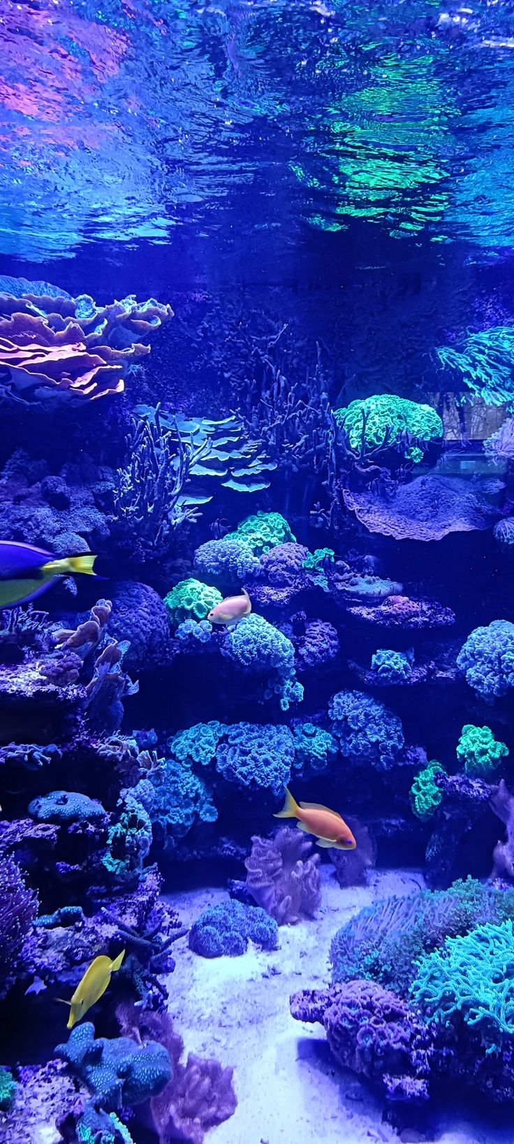 a large aquarium filled with lots of different types of corals and sea creatures in blue water