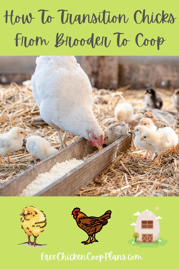 When you first buy those cute little chicks, you may not consider what happens in about 6 weeks...the transition to the coop! There is an easy way to transition them over the course of a week or so, with minimal stress. See the pin/article for details. 6 Week Old Chicks, Raising Chicks Week By Week, Chicken Coop Feeder Ideas, Chicks For Beginners, Backyard Chickens Diy, Chickens 101, Chicken Brooder, Urban Chicken Farming, Raising Chicks