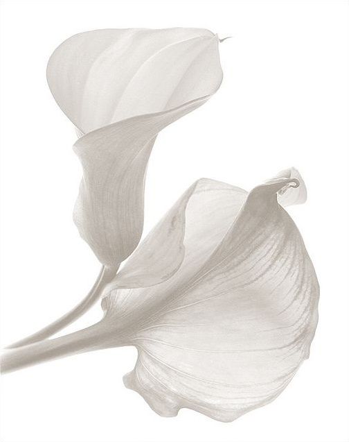 a white flower is shown on a white background