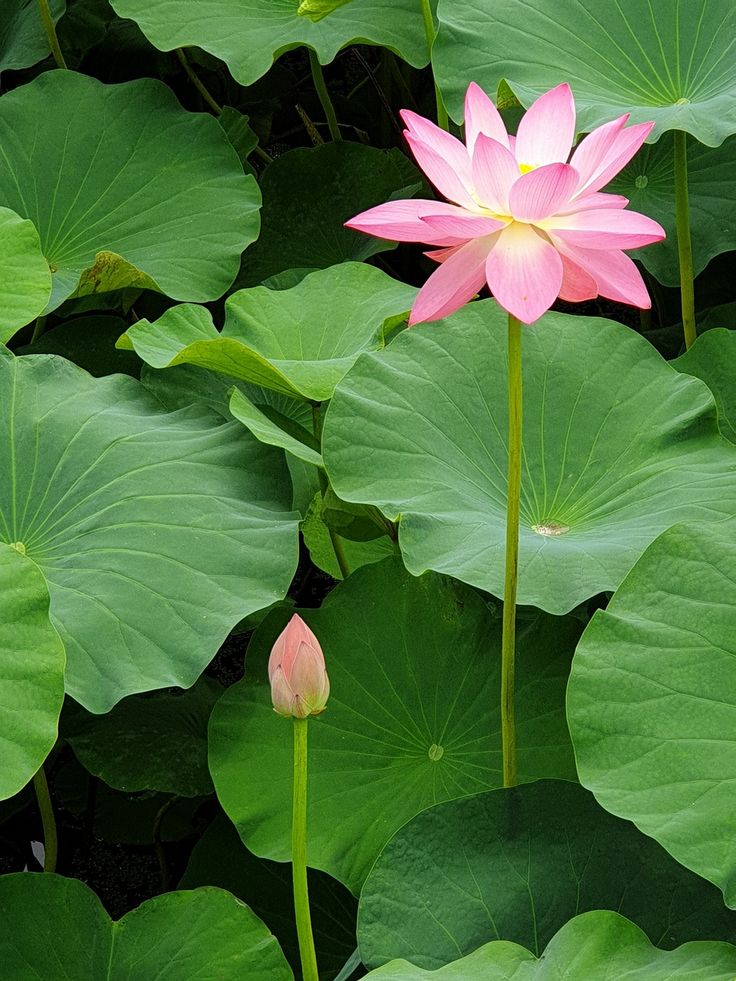 two pink flowers are in the middle of large green leaves and water lilies on the ground