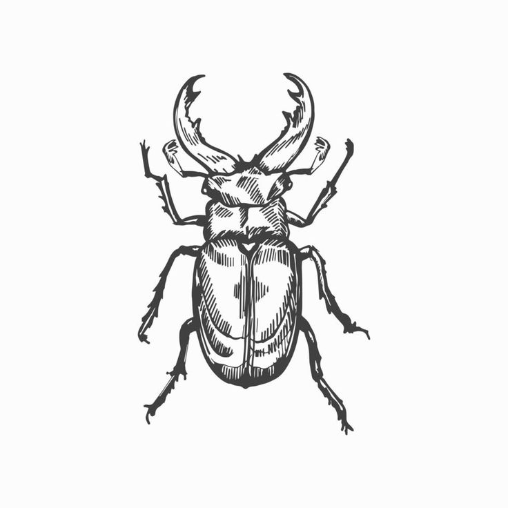 the beetle is drawn in black and white