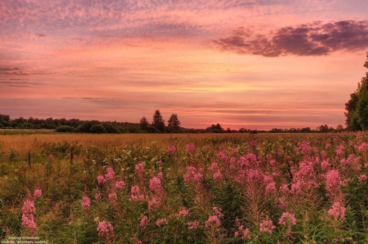 a field with pink flowers in the foreground and trees in the background at sunset