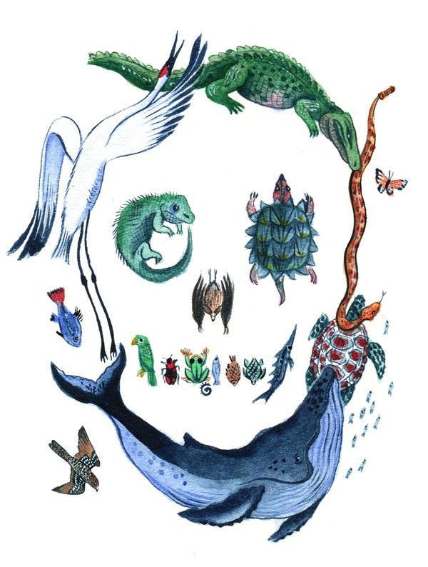 an image of various animals and birds in the shape of a circle