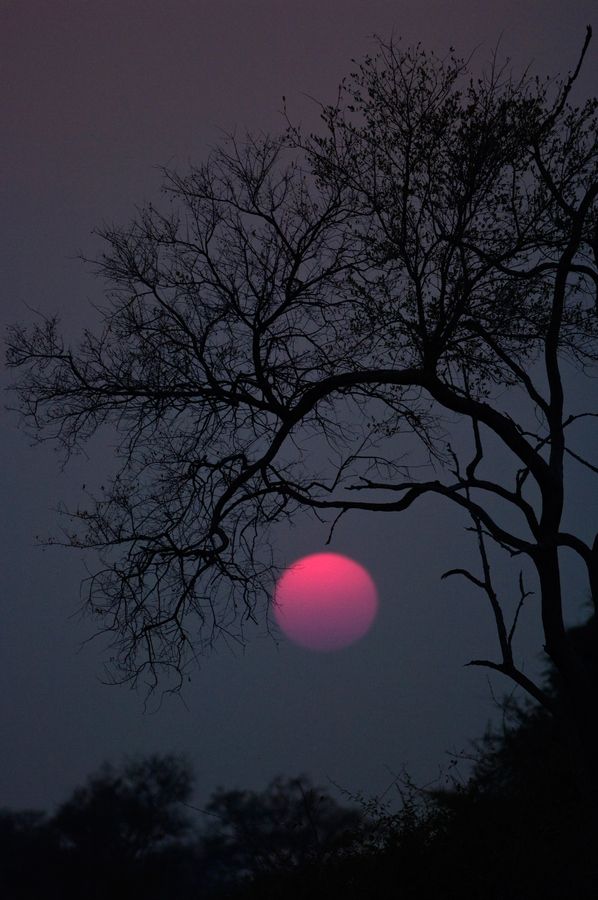 the sun is setting behind some trees in the dark sky, with no leaves on it