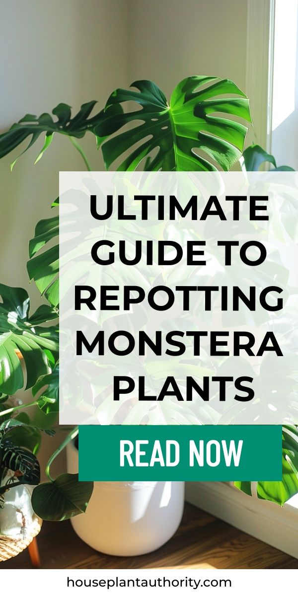 the ultimate guide to repotting monstera plants