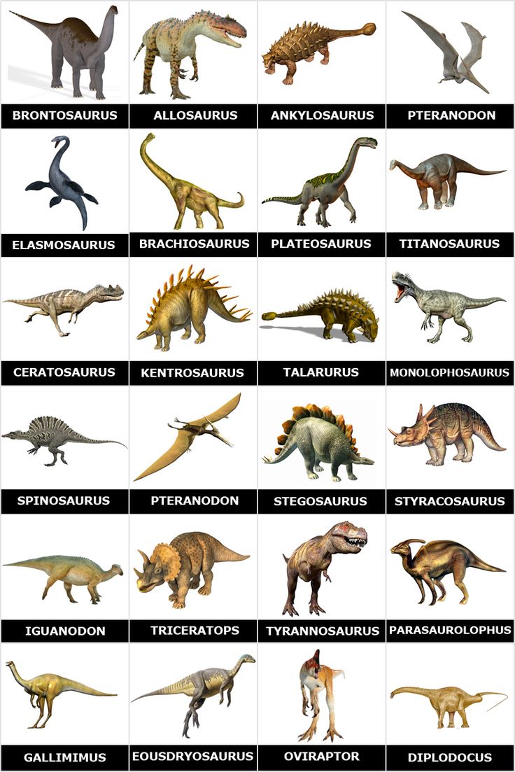 an image of dinosaurs that are in different sizes and colors, with the names on them