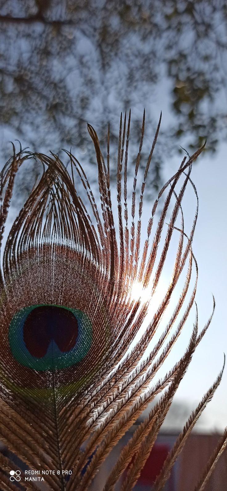 a peacock's tail with the sun shining through it